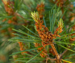 Genialny syrop, który wzmacnia drogi oddechowe. Składniki zbieraj już teraz
