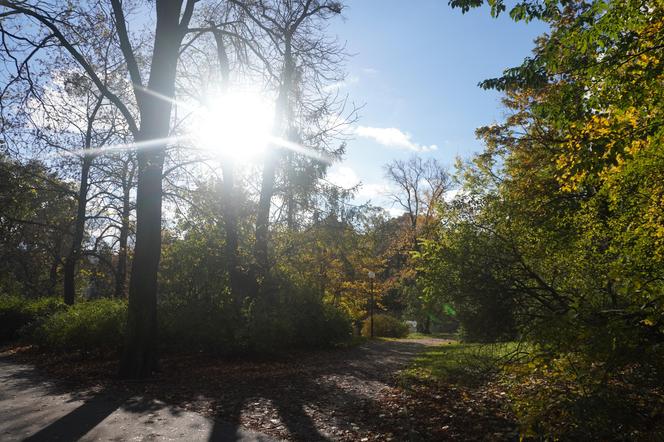 Park Wilsona jesienią