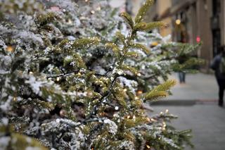 Ceny choinek w Toruniu. Gdzie kupić świąteczne drzewko? Będziesz w szoku, jakie okazje przygotowali leśnicy