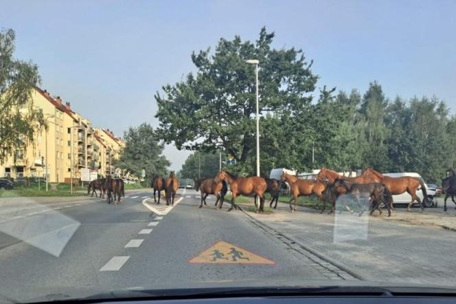 Pędzą konie po betonie! Niecodzienny widok kierowców na wrocławskich Stabłowicach!