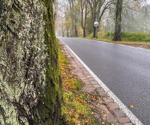 Pancerny Zbyszek miał furę szczęścia. Przysnąłem i palnąłem w drzewo