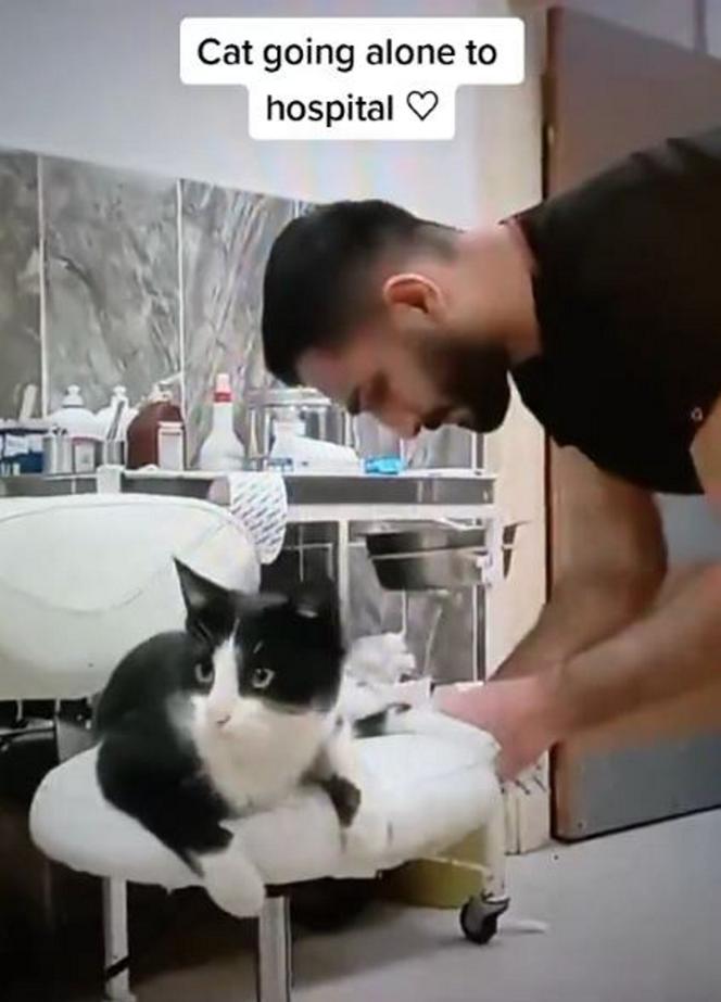Kot sam przyszedł do szpitala! "Miał złamaną łapkę"