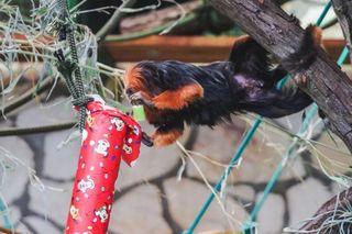 Egzotyka na talerzu w ZOO Wrocław