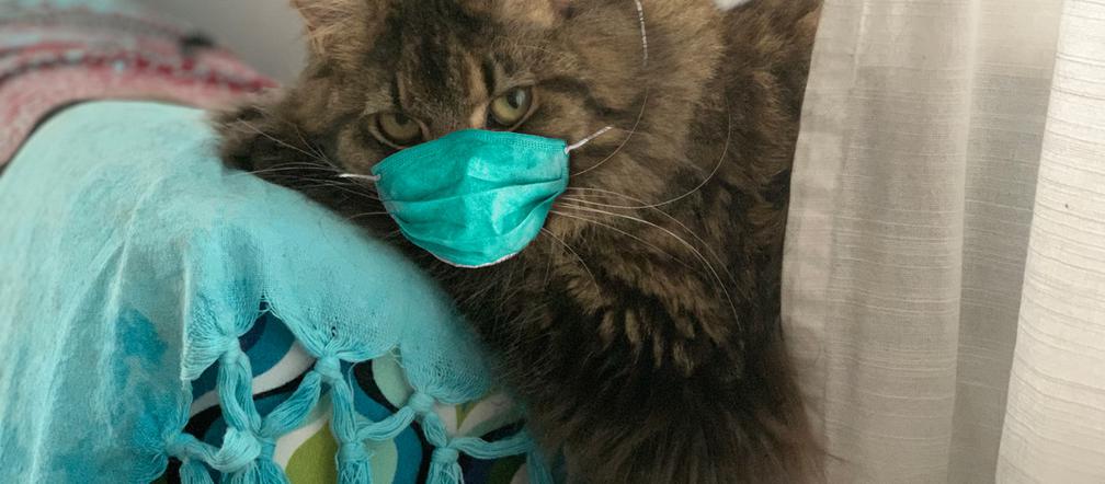 Jak zadbać o kota w czasie epidemii? Zwierzak uchroni przed koronawirusem? [ZDJĘCIA]