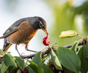 Ptaki wyjadają ci owoce albo brudzą balkon? Tak zrobisz skuteczny odstraszacz
