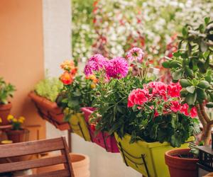 Kwiaty na balkon południowy zdjęcia