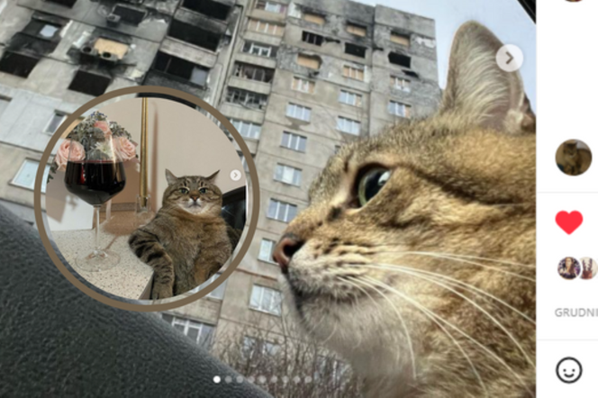 „Do naszego domu zawitała wojna”. Rok temu kot Stepan uciekał przed wojną w Ukrainie 