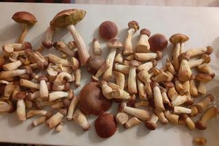 Grzyby znów w lasach