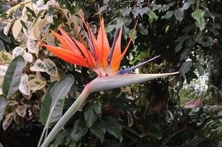 Spacer po ogrodzie botanicznym odbywa się w dniach 18 i 19 stycznia