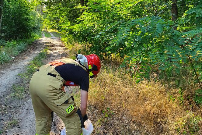 Niecodzienne interwencje chodzieskich strażaków