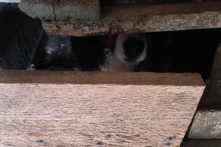 Pies berneńczyk przetrzymywany był w koszmarnych warunkach