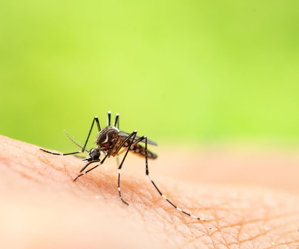 Komar z gatunku Aedes aegypti, nosiciel wirusów, na skórze człowieka. Owad z ciemnym tułowiem i charakterystycznymi biało-czarnymi paskami na nogach, ostrożnie wbijający kłujkę. Więcej o komarach przeczytasz na Poradnik Zdrowie.