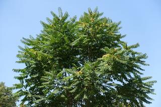 Bożodrzew gruczołowaty = Ailant gruczołowaty - Ailanthus altissima = Ailanthus glandulosa