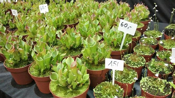 Krwiożercze rośliny opanowały katowicki Spodek! Trwa Festiwal Roślin Owadożernych [ZDJĘCIA, AUDIO]