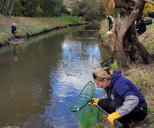 Nutrie w Rybniku są już odławiane