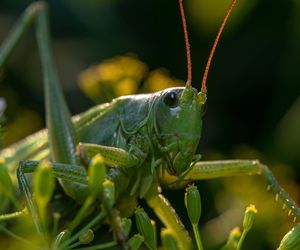 Pasikoniki pomogą w wyżywieniu ludzi. Poprawa libido, snu i jakości włosów