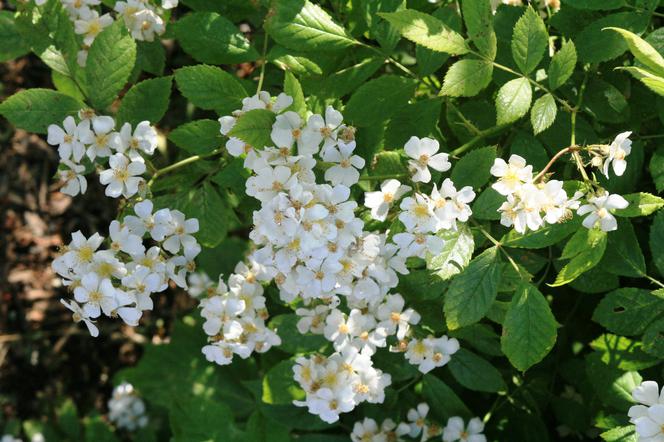 Róża wielokwiatowa - Rosa multiflora = Rosa polyantha