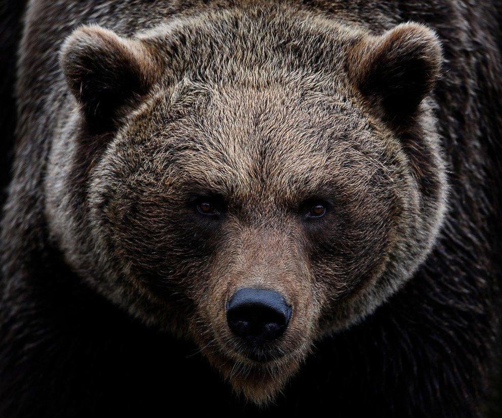 Niedźwiedź w Tatrach nastraszył turystów! Pochrząkiwał, stanął na dwóch łapach i zaczął biec