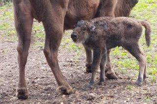 Młodą żubrzyczką w bydgoskim zoo opiekują się babcia i mama. Ona jest od chmur zawracania!