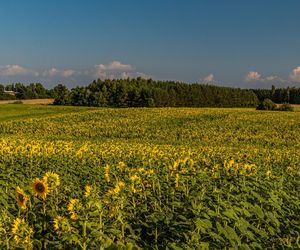 Słonecznikowe pole w okolicach Ostrowca Świętokrzyskiego