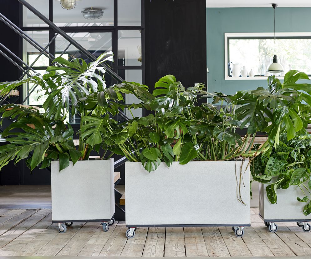Rośliny cieniolubne - monstera