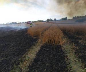 Dwa pożary zboża oraz rżyska w powiecie braniewskim