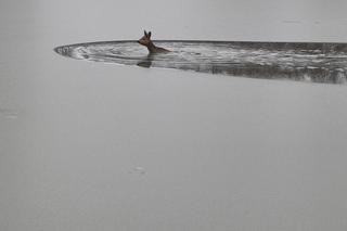 Strażacy OSP z Żywca uratowali tonącą sarnę