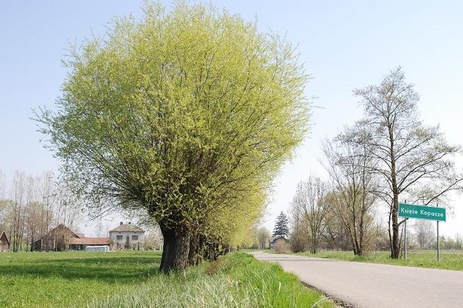 6. Księże Kopacze 