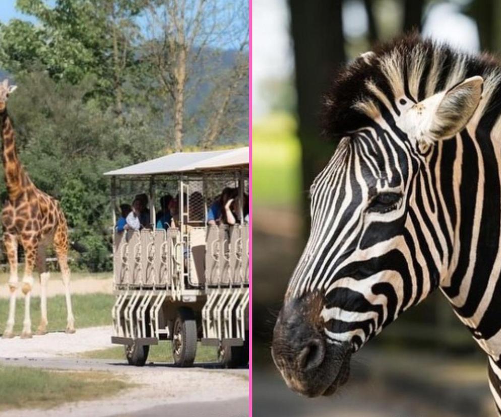 Park Safari w Czechach. Miejsce, gdzie warto zrobić postój w drodze do Chorwacji 