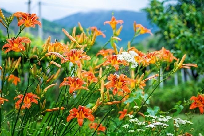Liliowce