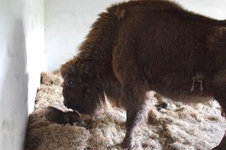 Żubr urodził się w poznańskim ZOO! 