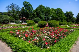 Różanka w Parku Skaryszewskim w Warszawie