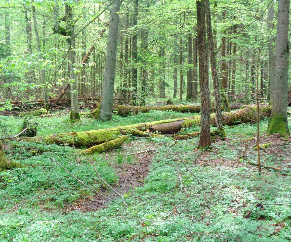 Puszcza Białowieska – ostatnia taka puszcza w Europie