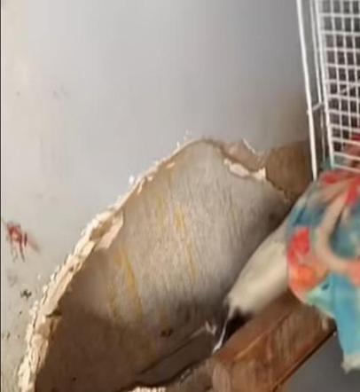  Dziecko uratowane od trzystu szczurów, węży i karaluchów! Matka aresztowana