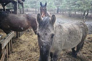 Tragiczna sytuacja koni. Uratowali je od cierpienia, ale przeżywają kolejny dramat