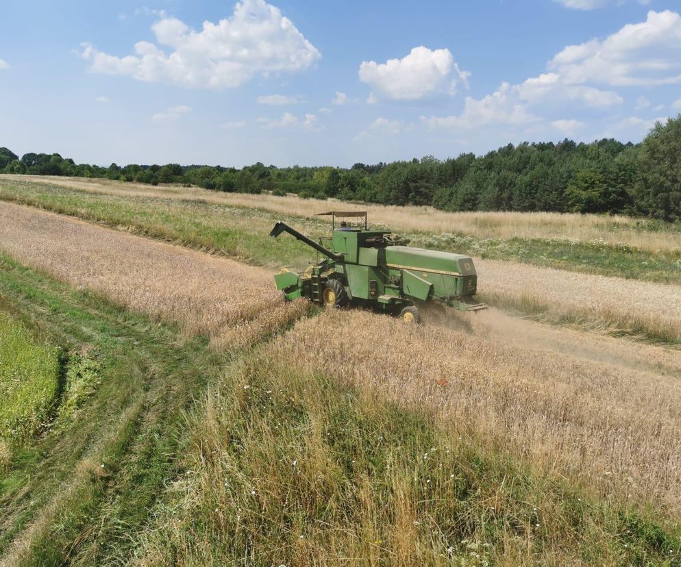 Zielony kombajn zbożowy John Deere podczas żniw na słonecznym polu, zbierający dojrzałe zboże pod błękitnym niebem z chmurami, w tle pas lasu. Zdjęcie ilustruje codzienną pracę rolników i ich plany upraw, o których można przeczytać na Super Biznes.