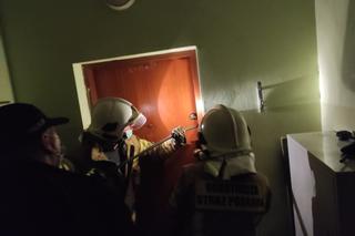 TOZ ratuje koty, których właścicielka zginęła w wypadku