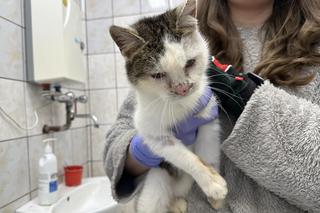 Zwierzęta uratowane z Toruńskiej Kociej Straży