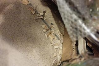 Plaga szczurów na Zamojskiej. Właściciel musiał zamknąć sklep