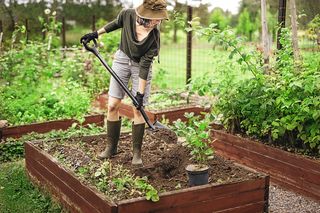 Żyzne podłoże do roślin. Jak kupować ziemię ogrodniczą. Kompleksowy PORADNIK