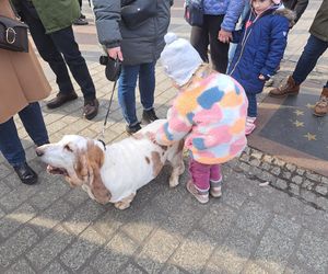 33. Finał WOŚP z grupą krakowskich Golden Retrieverów