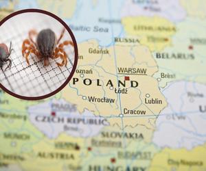 Kleszcze giganty dotarły do granic Polski. Roznoszą groźne choroby