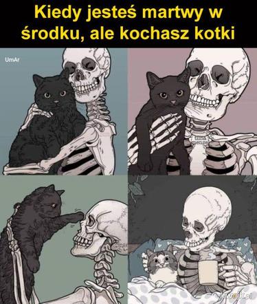 Koty opanowały internet! Memy z mruczkami bawią do łez [TOP 45]