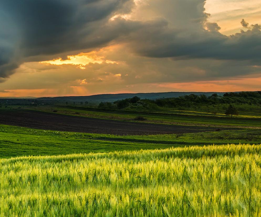 Ubezpieczenie upraw z GENERALI AGRO