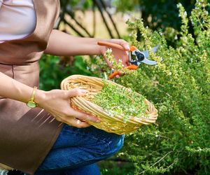 W Polsce traktowana jak zielsko, a na świecie ją kochają. Ta przyprawa obniża poziom cholesterolu i dobrze działa na jelita. Kosztuje jedynie 3 zł!