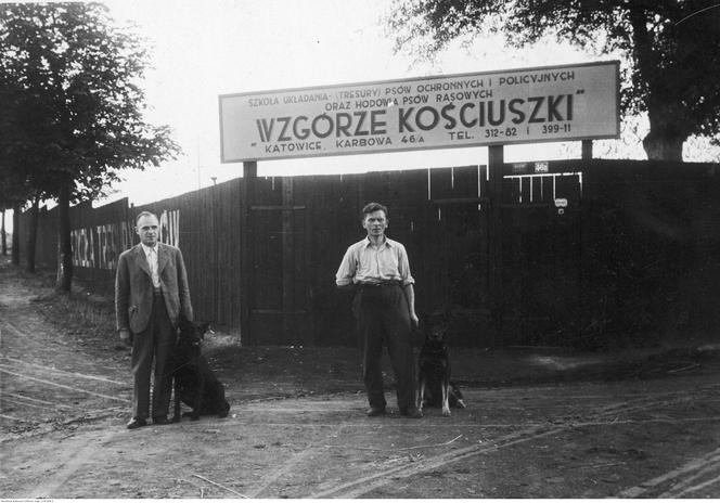 Szkoła układania (tresury) psów ochronnych i policyjnych oraz hodowla psów rasowych w Katowicach