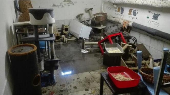 Zalało budynek krakowskiej fundacji "Stawiamy na Łapy"