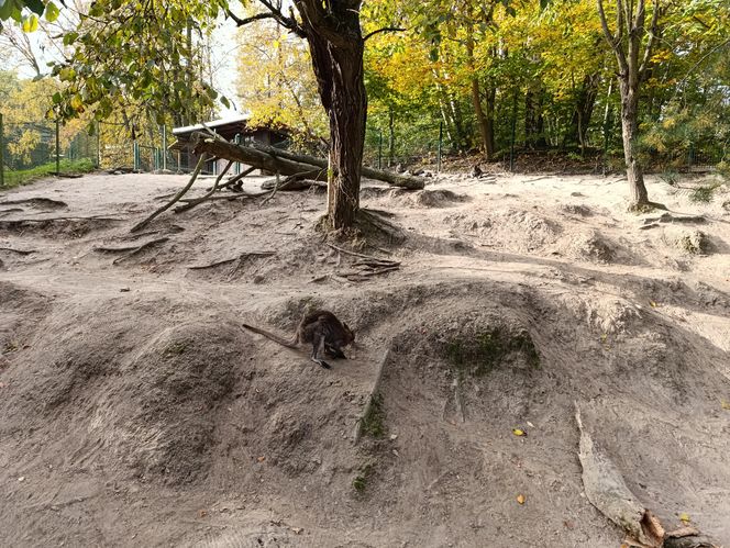 Gdański Ogród Zoologiczny jesienią