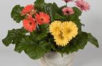 Gerbera