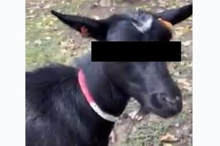 Przemyśl. Kozy okradają łosię Tobi [GALERIA]